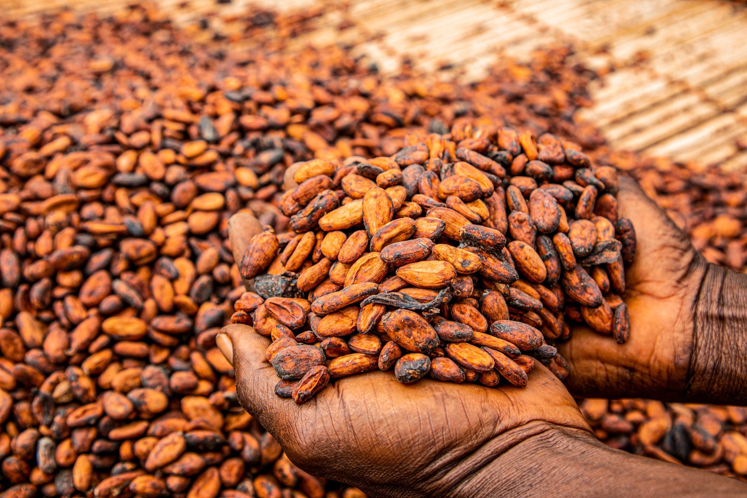 Cupped hands lifting fermented cocoa beans from a drying mat