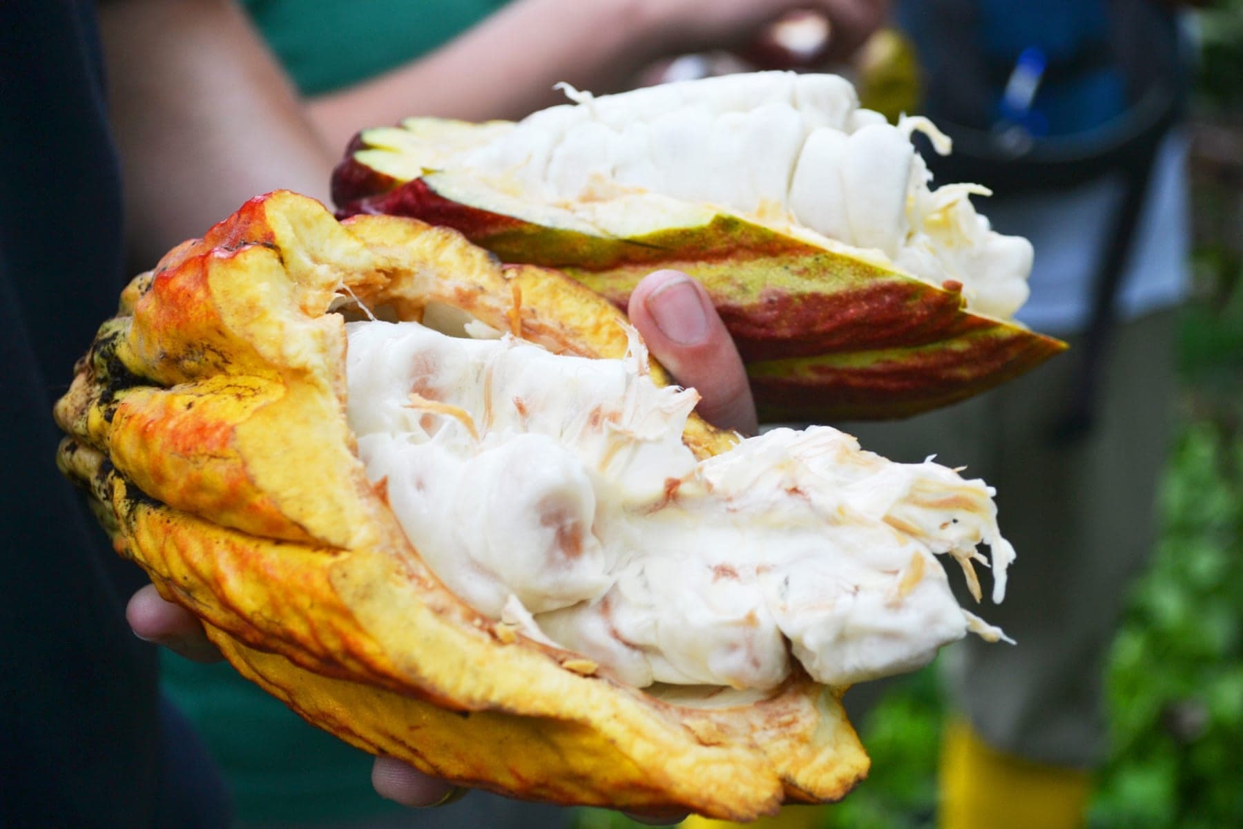 Farmers breaking cocoa pods and scooping wet beans on a Ghanaian farm