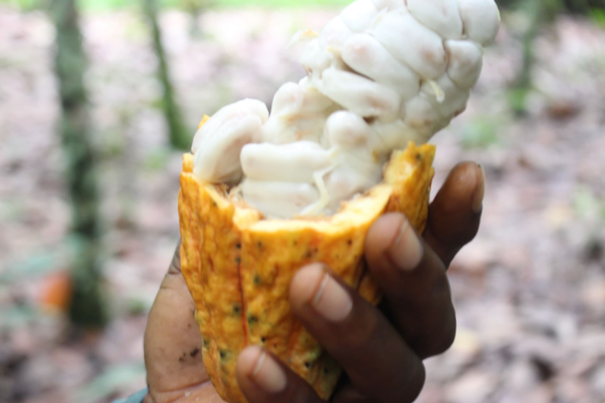A cocoa pod broken open to show the wet beans in their white pulp