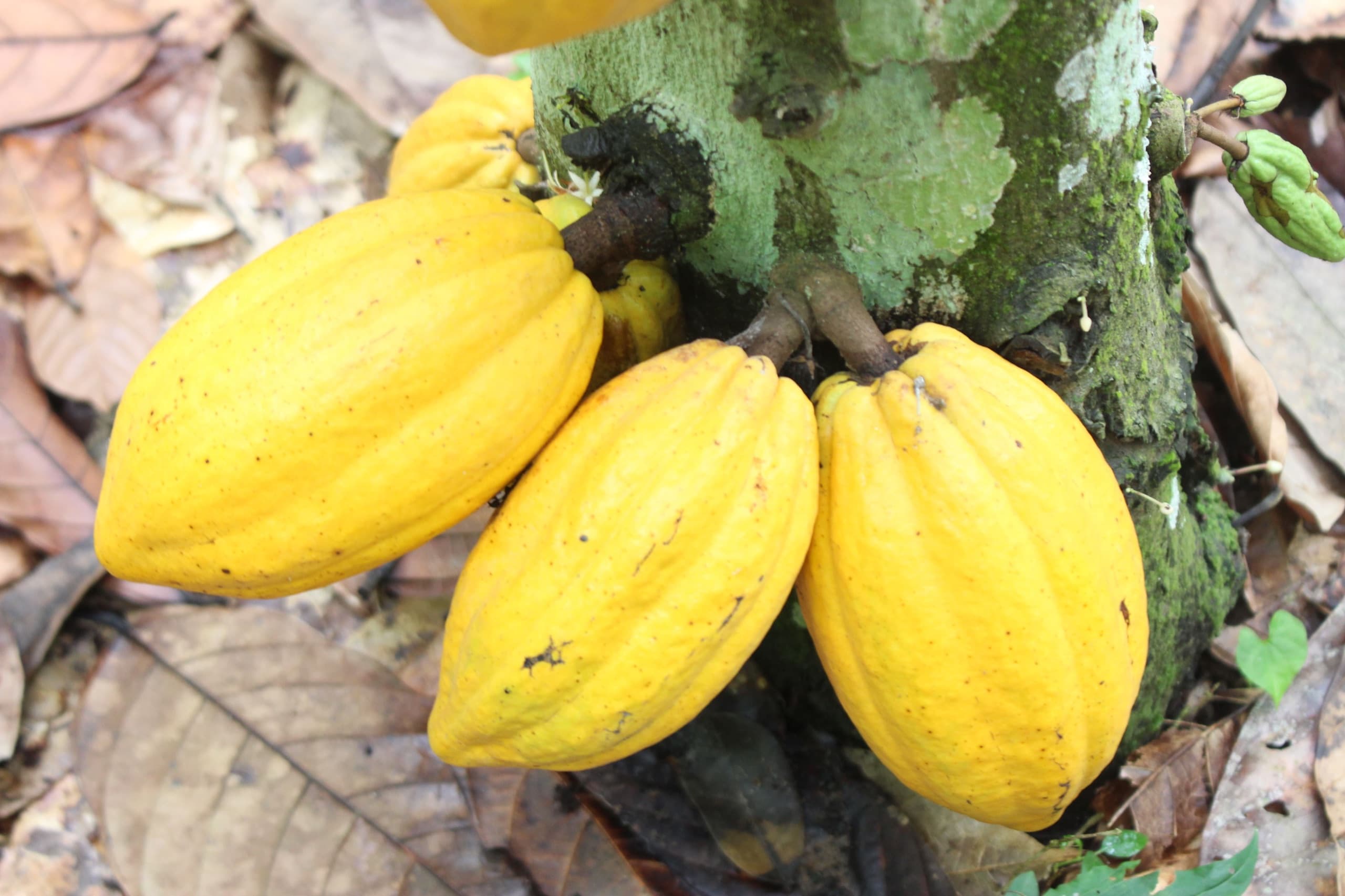 A cluster of ripe cocoa pods on the trunk of a mature tree