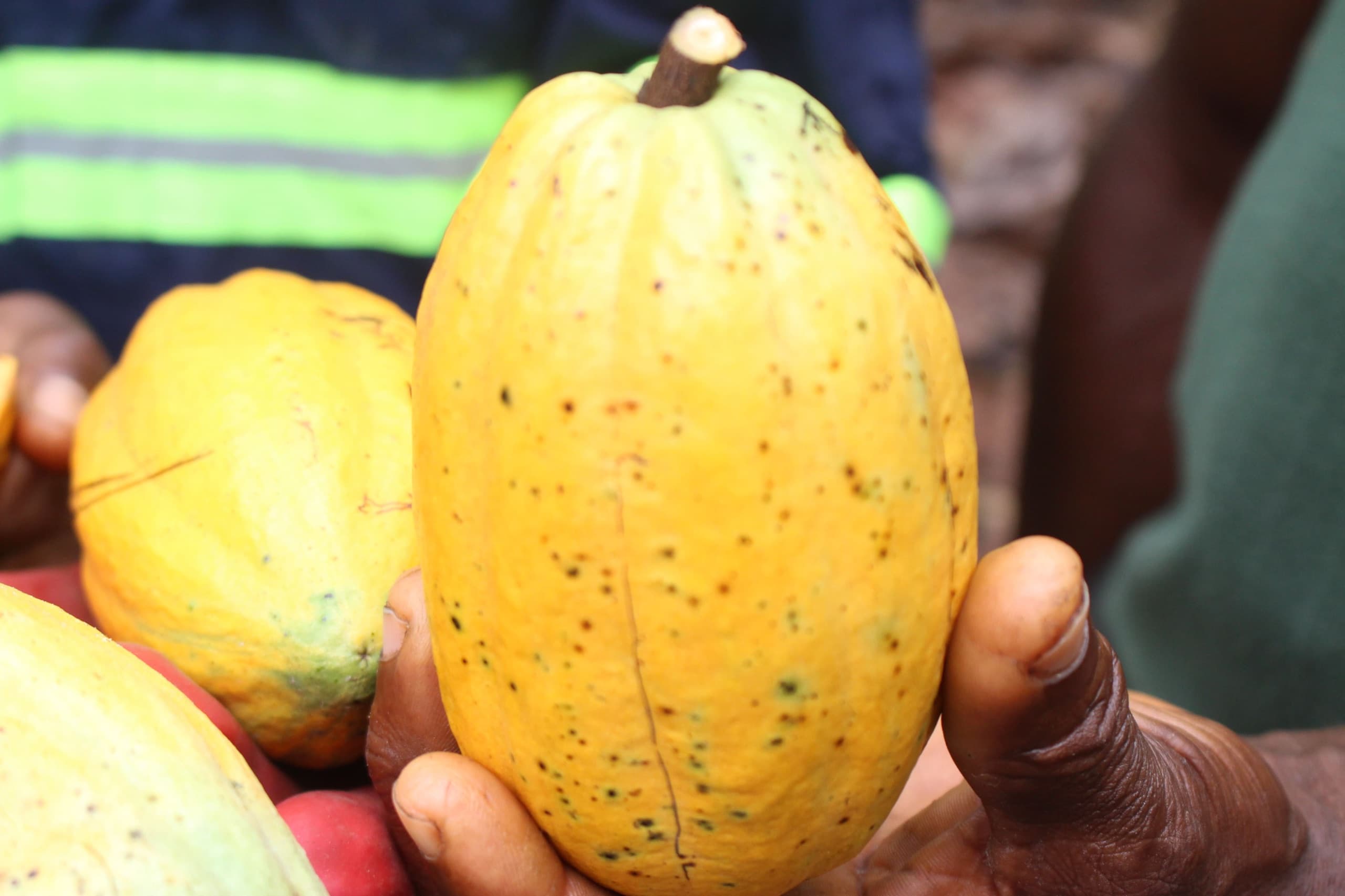 Freshly harvested cocoa pods held up at the farmgate