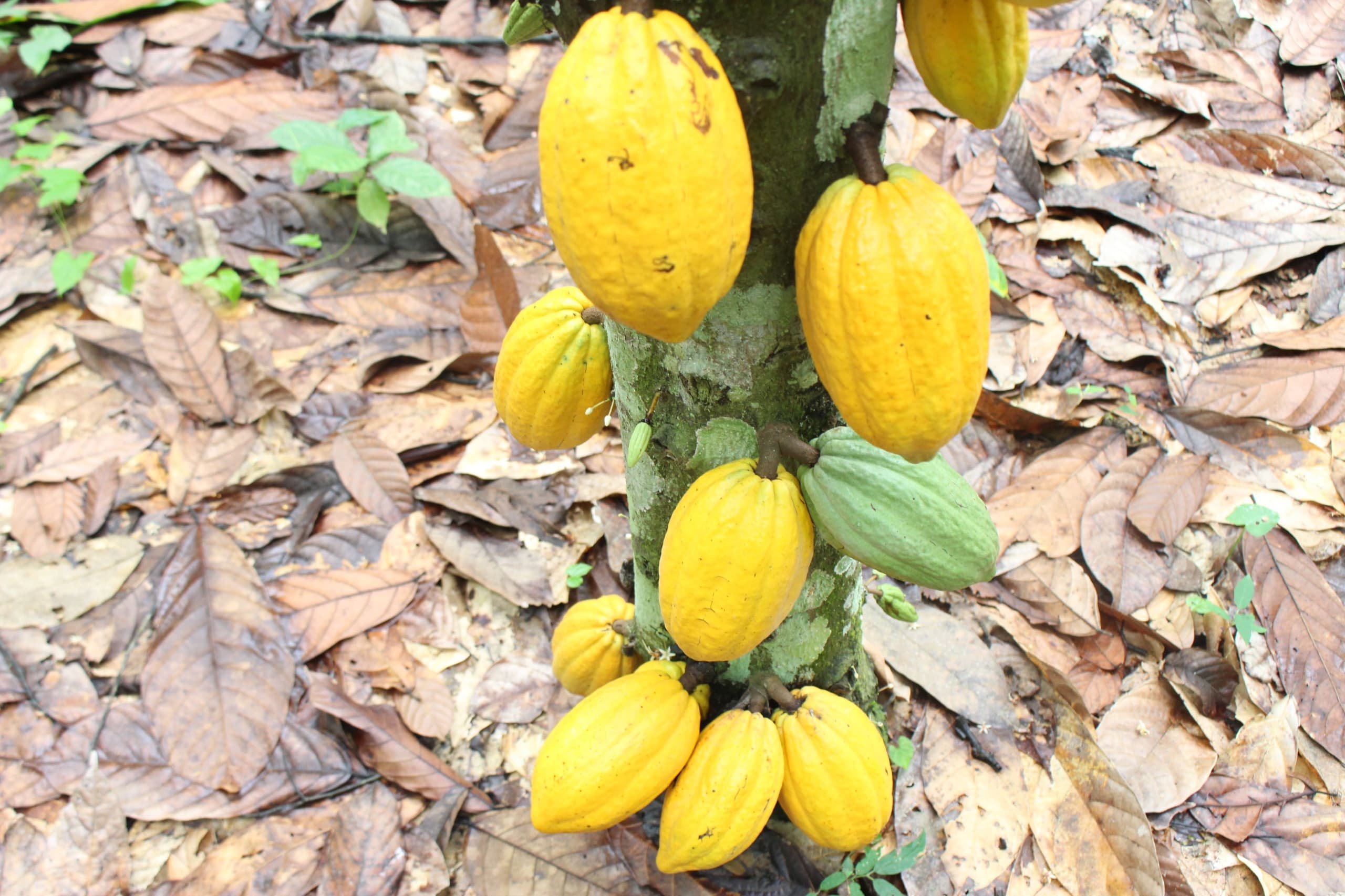 Cocoa pods ripening on a shaded tree above a bed of fallen leaves