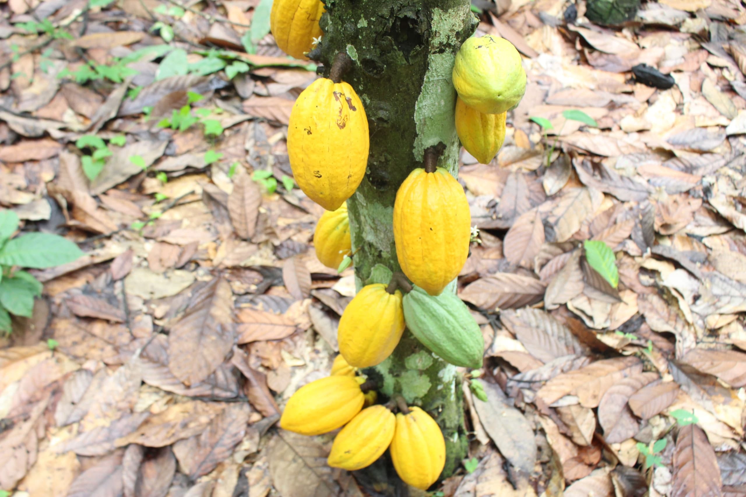 Cocoa pods at every stage of ripeness growing along the trunk of a tree