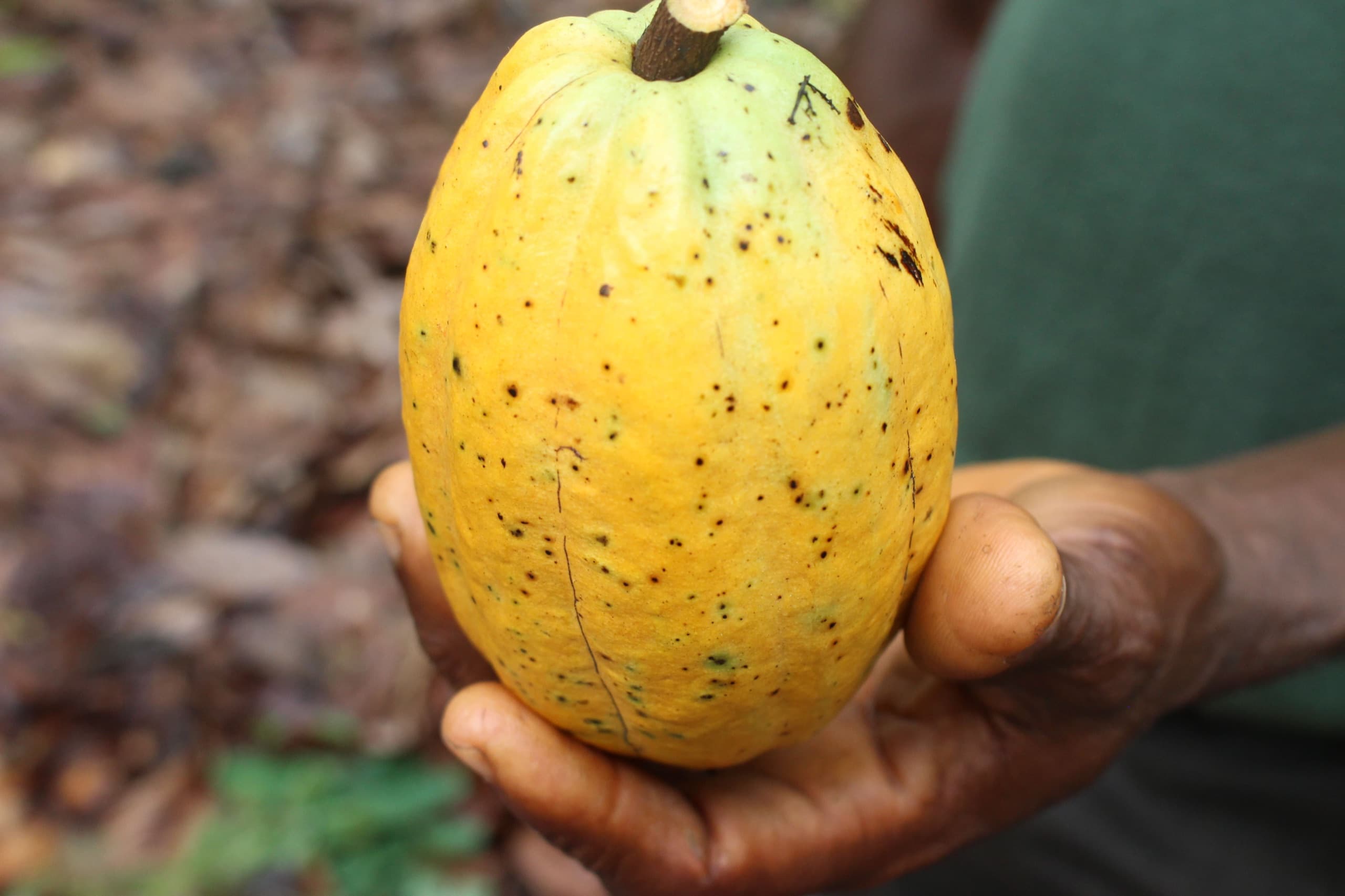 A farmer's hands holding a ripe cocoa pod picked from the tree