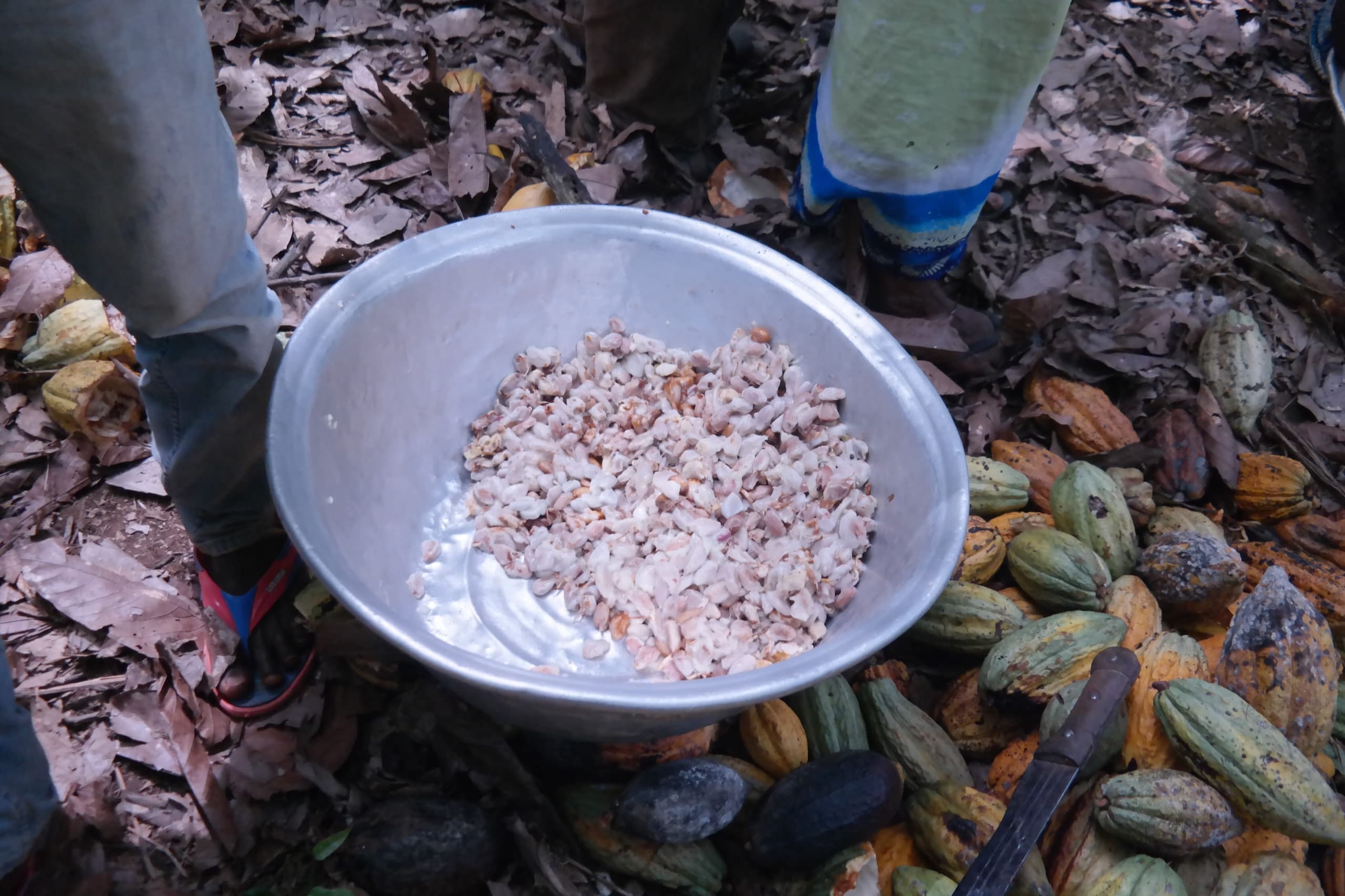 Wet cocoa beans gathered into a pan during pod breaking